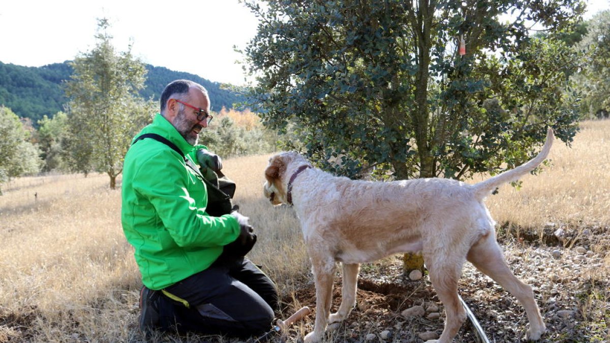 Un técnico del CTFC busca trufas con un perro en Lladurs.