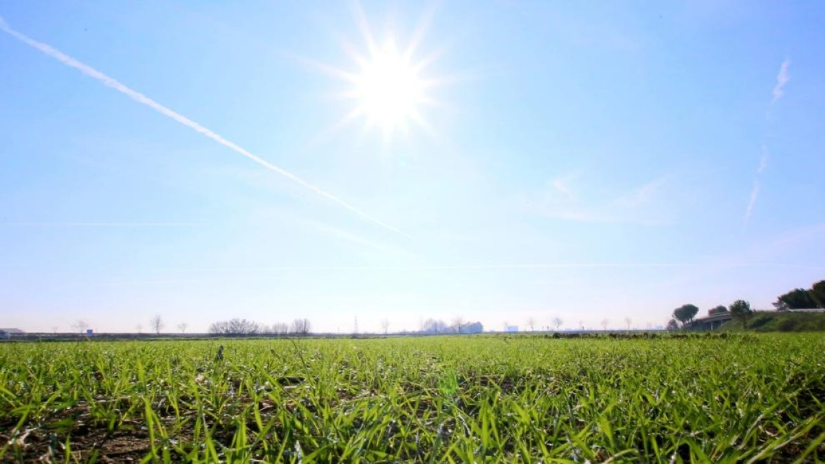 Imatge captada ahir en la qual es pot observar l’evolució d’una finca cerealista del Pla d’Urgell.