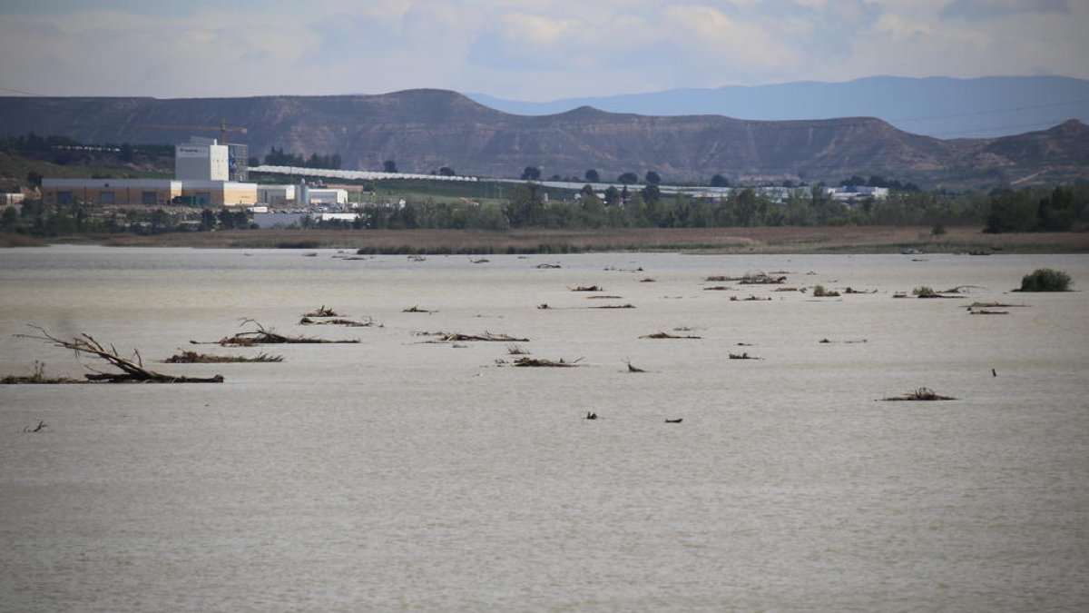 Los troncos y la maleza se acumulan en el campo de regatas.