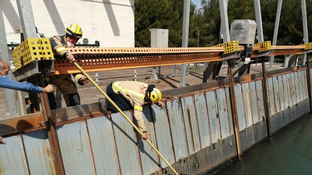 Momento en el que los Bomberos intentaban sacar el perro del agua.