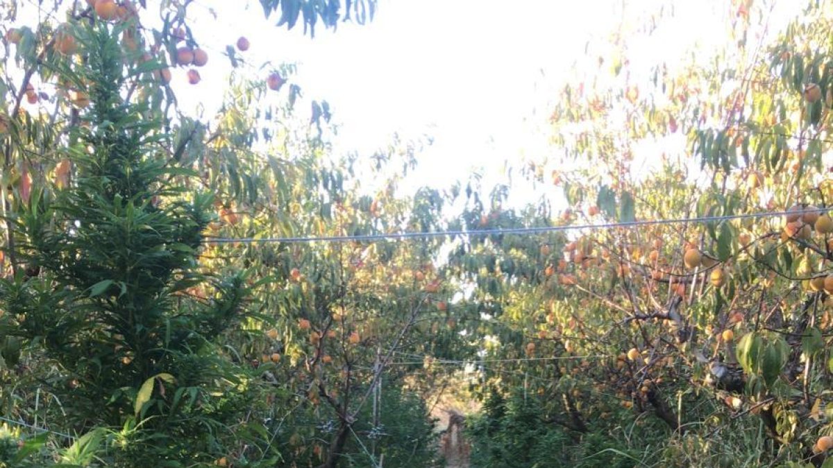 Las plantas estaban ocultas entre los melocotoneros.