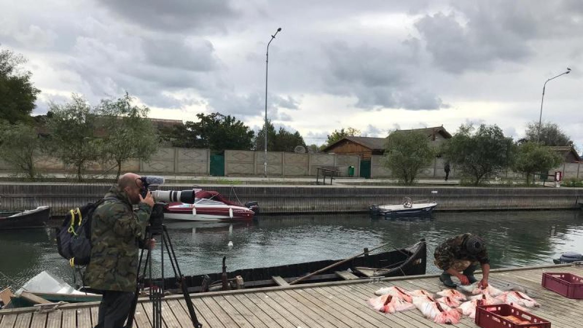 Esturiones en ‘El escarabajo verde’
