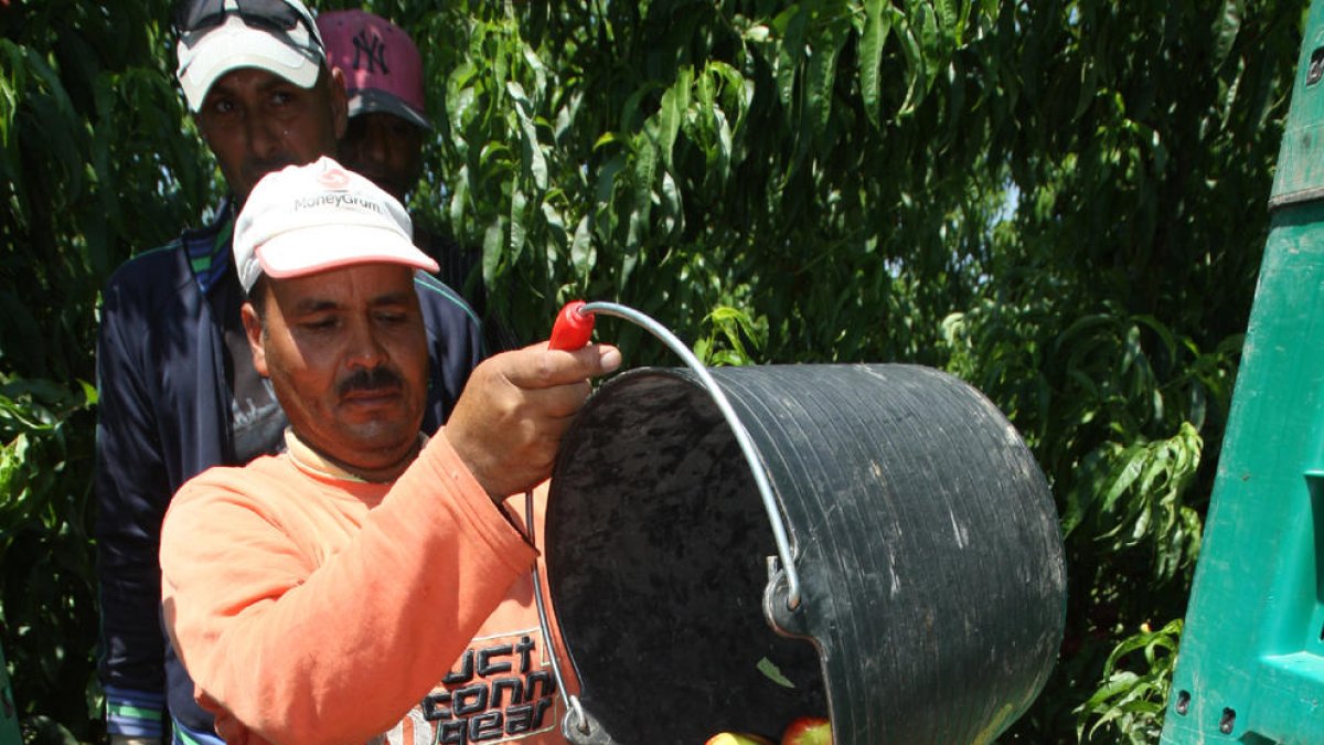 La campaña de recogida de fruta de este año requerirá de nuevos hábitos contra el Covid-19.
