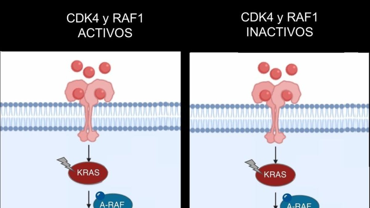 Il·lustració de l'efecte terapèutic abans i després d'inactivar dos gens. A l'esquerra s'observen dos tumors quan l'oncogen 'KRAS' es troba activant els gens CDK4 i RAF1. A la dreta s'observa la desaparició dels tumors després de la inactivació d'aquests gens.