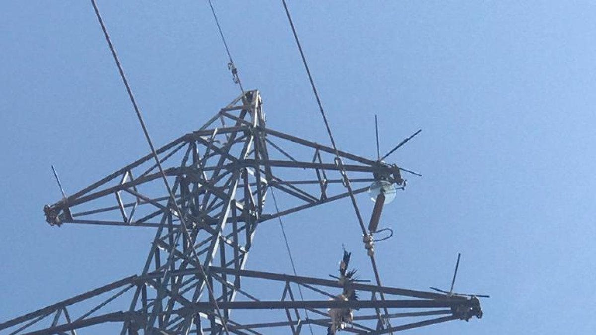 Imatge de la cigonya.