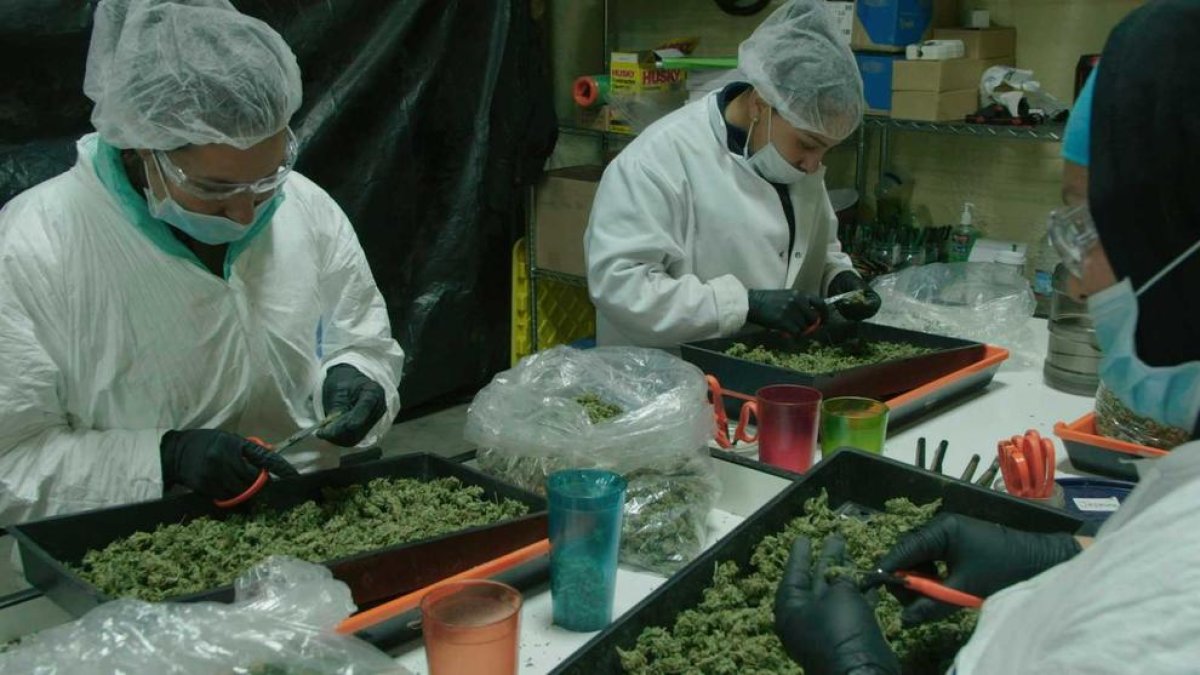 Un laboratori en el qual es treballa amb cànnabis amb finalitats terapèutiques.