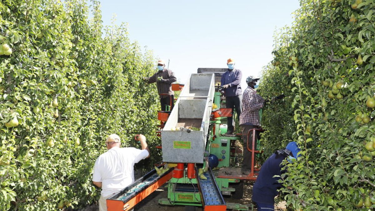 Recogida de las primeras peras Conferencia este verano en Lleida.