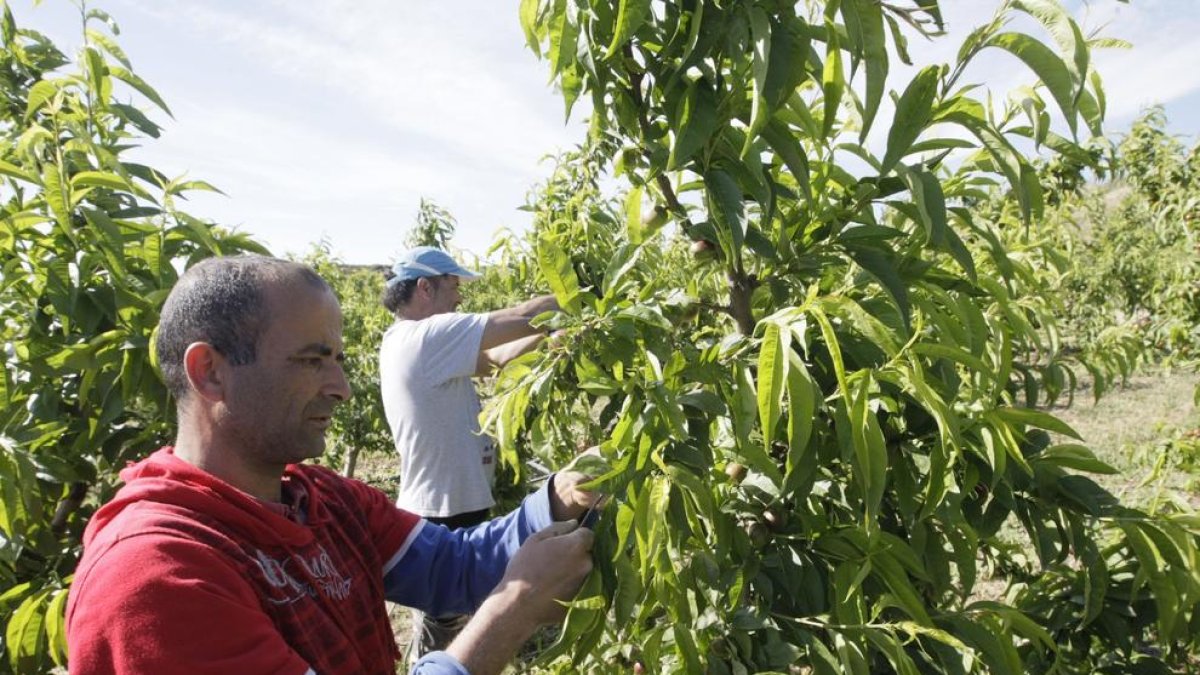 Imatge d’arxiu de temporers i agricultors en situació plenament legal duent a terme treballs d’aclarida en una finca de Lleida.