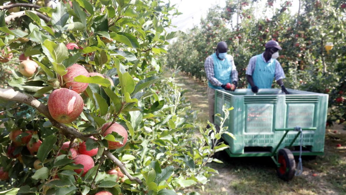 Chalecos de colores y grupos de quince trabajadores en la manzana