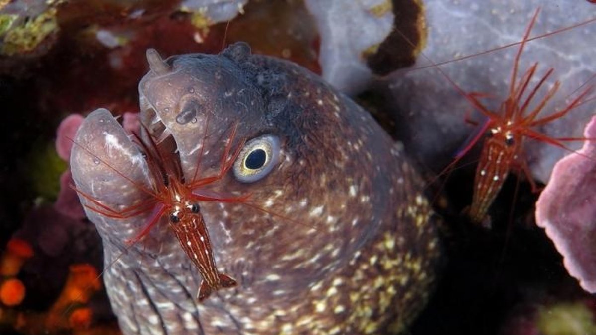 La foto de Salvador Miralles que ganó en cámaras compactas.