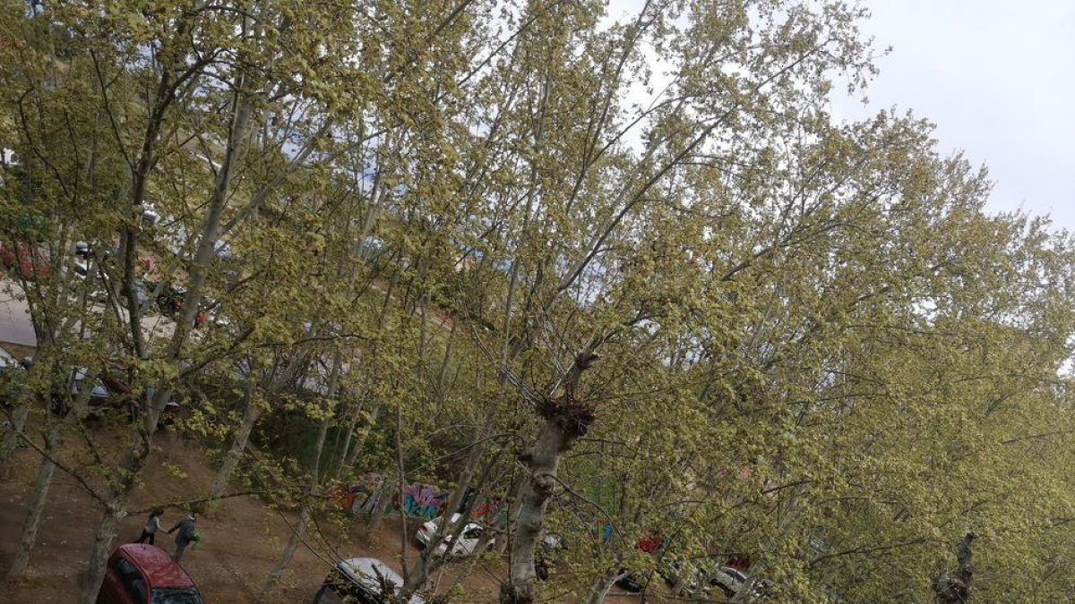 Imatge del carrer Xavier Puig Andreu dissabte passat, amb diversos cotxes aparcats a la zona verda.