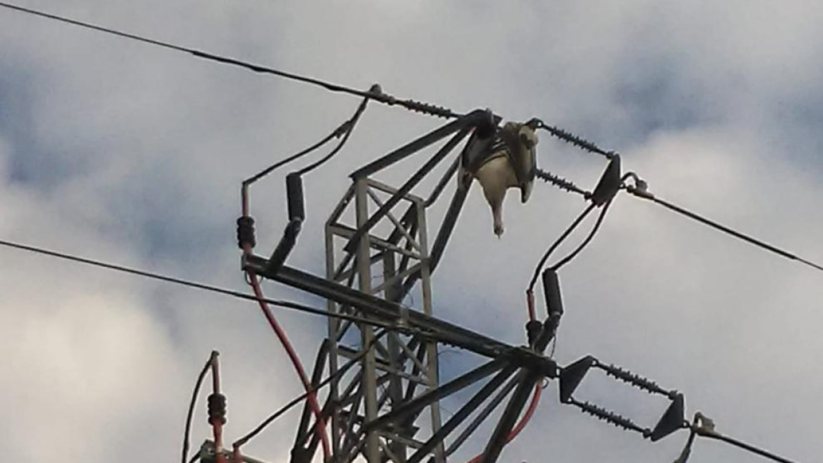 La cigüeña fue hallada muerta junto a la torre el domingo pasado.