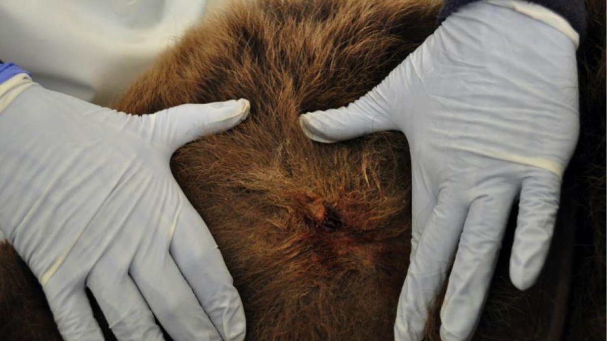 La necropsia del oso Cachou apunta que podría haber sido atacado por otro oso a Las