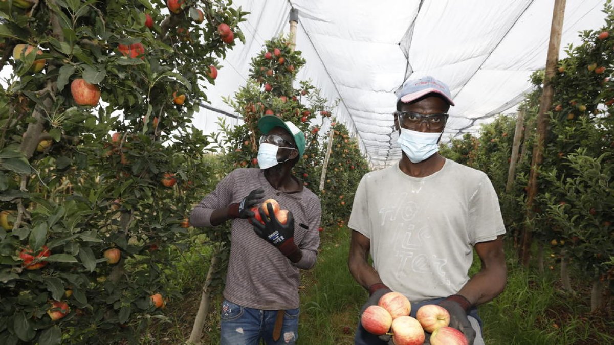 Un temporero en plena campaña de recogida de la manzana en una explotación de Golmés.