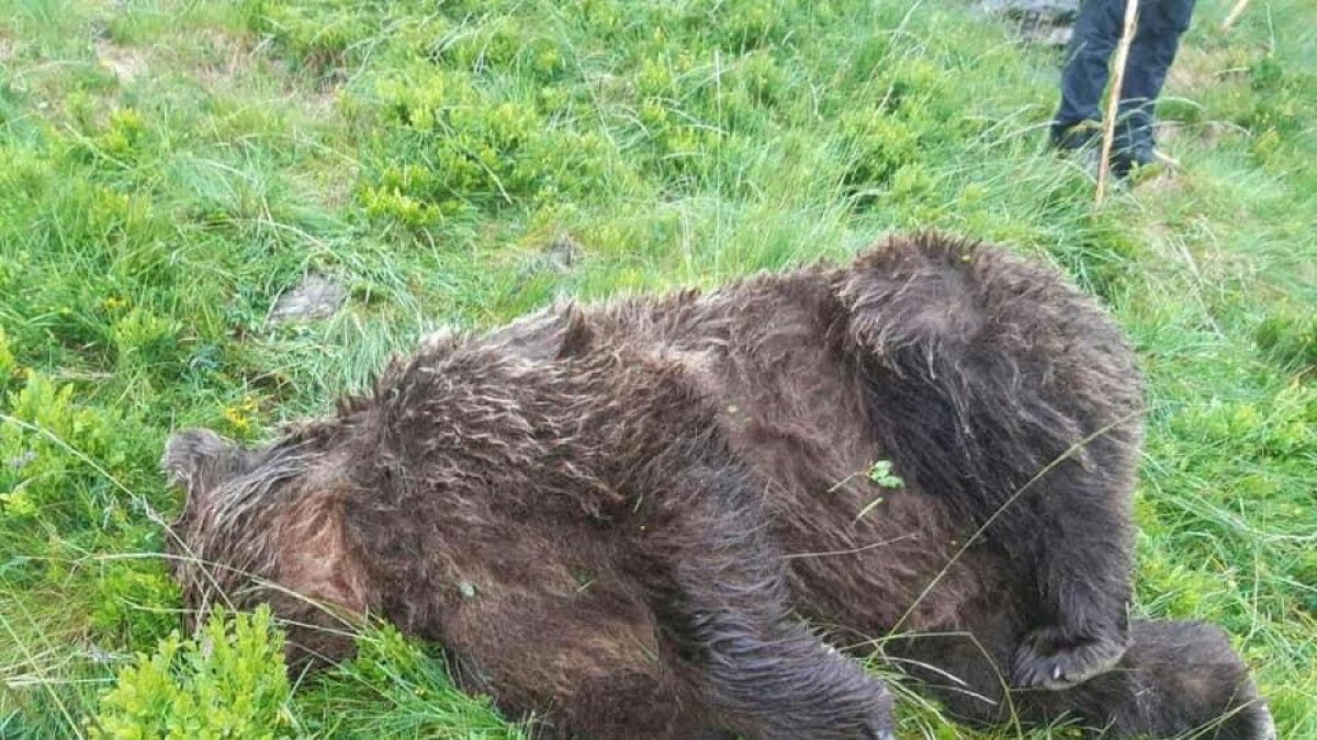 El cadáver del oso hallado muerto a tiros en l’Ariège.