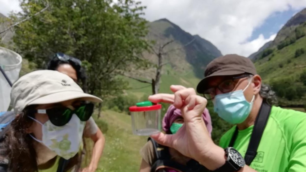 Una de las mariposas que ayer se pudieron identificar en el Parc Natural del Alt Pirineu.
