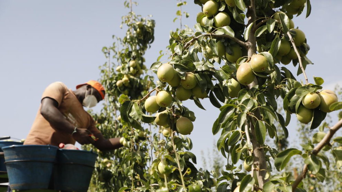Treballs de recol·lecció de peres d’estiu aquest divendres.