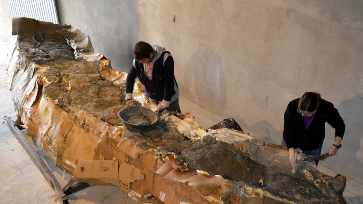 Imatge d’arxiu de la restauració del coll de dinosaure.