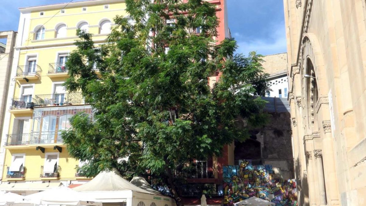 Tala de un árbol en la plaza Sant Joan por seguridad