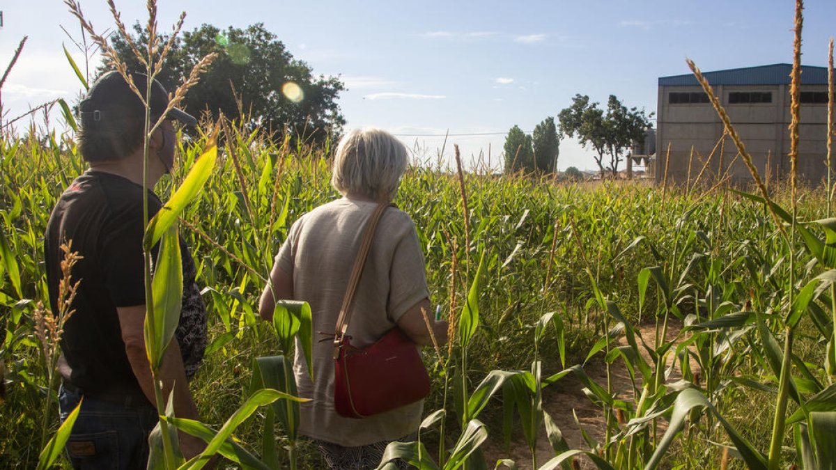 El laberinto ofrece un recorrido de 3 kilómetros por diferentes pasillos en una finca de 3 hectáreas.
