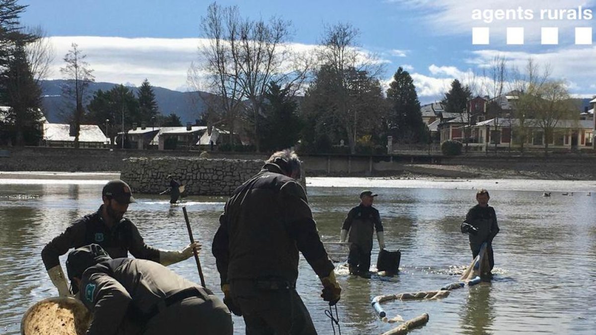Els tècnics i els rurals van extreure ahir carpes del llac.