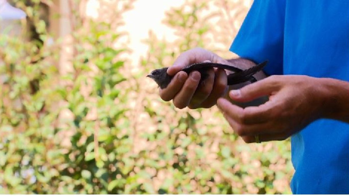 Imagen del reportaje ‘Aves desahuciadas’.