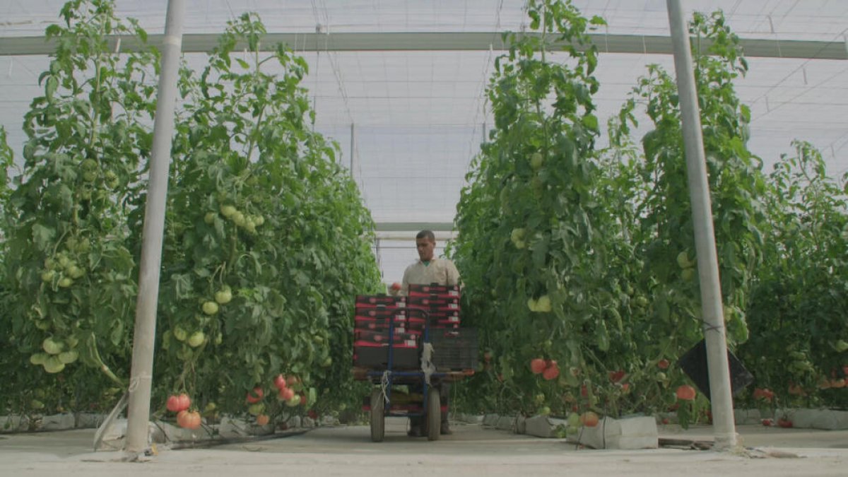 ‘D’on ve el que mengem’, en TV3