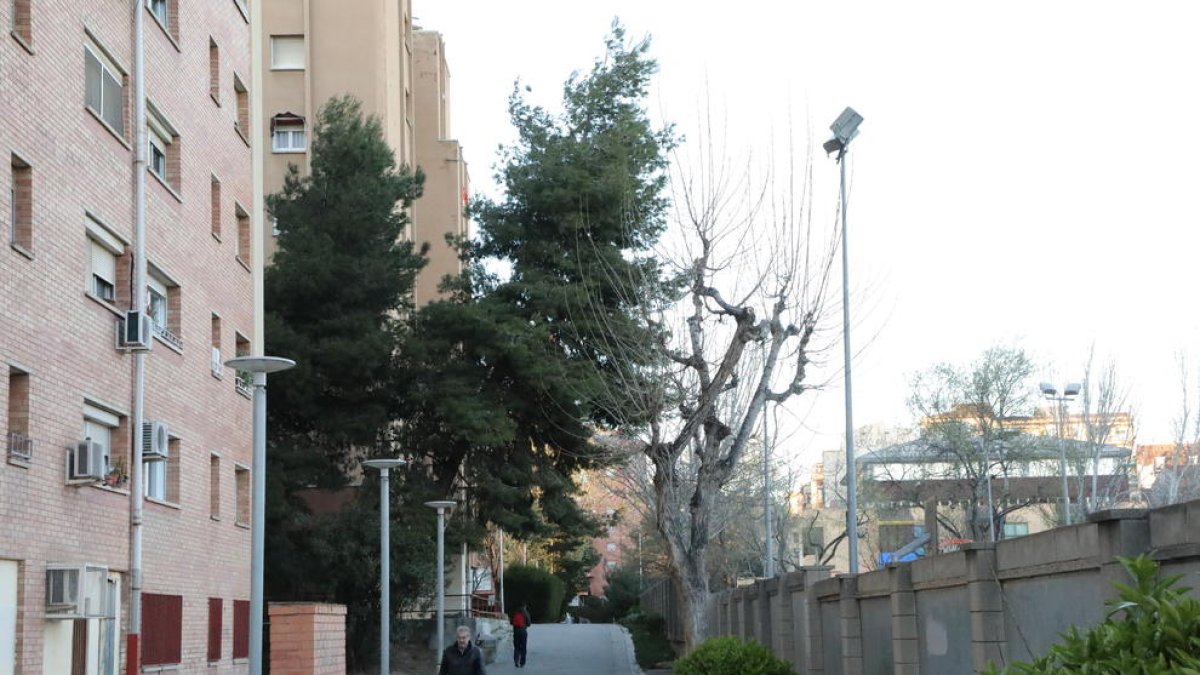 Vecinos de Pius XII alertan de que tres pinos están “a punto de caerse”