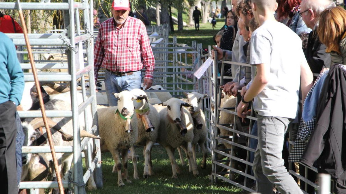 Un momento del concurso de “oveja xisqueta” que se celebró durante la mañana de ayer en Sort.