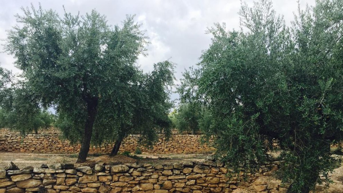 Arbequines de l’enyor