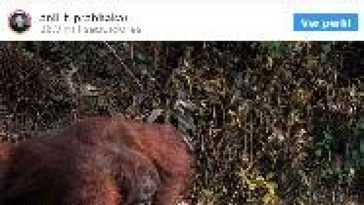 La foto viral de un orangután que tiende la mano a un hombre