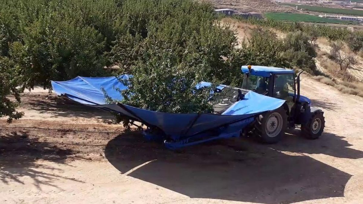 Recollida ahir de les primeres ametlles a Sarroca de Lleida.