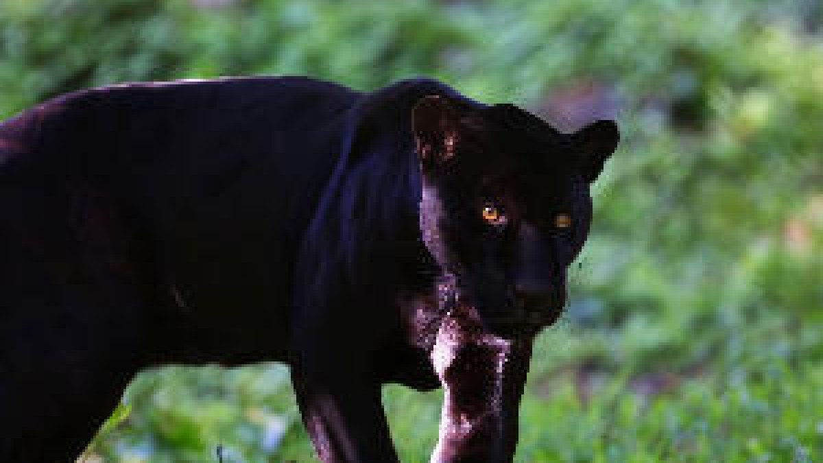 Alerten de la presència d'una pantera negra en un poble de Granada