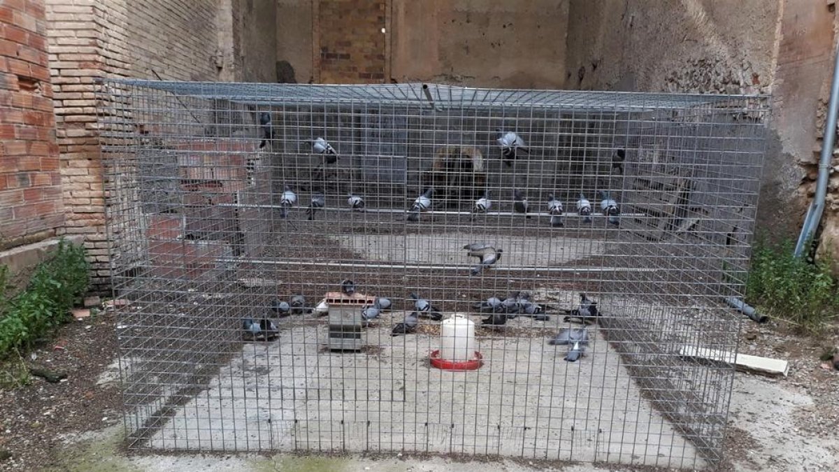 Una de les gàbies que s’han instal·lat a Benavent.