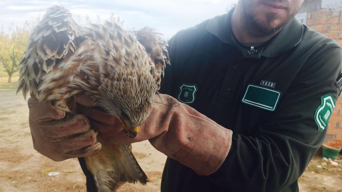 Imagen de archivo de un milano real rescatado por los Agentes Rurales en Castelldans.
