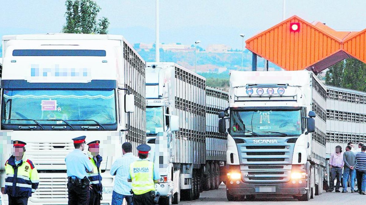 Imagen de archivo de una inspección de camiones con cerdos.