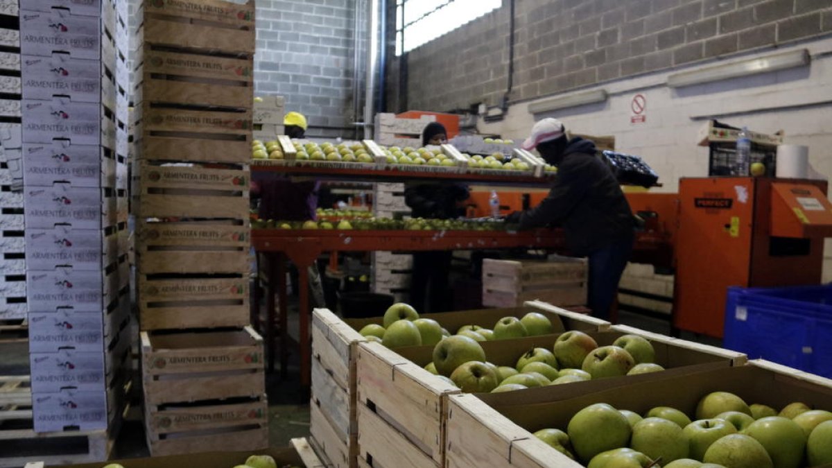 Imagen de preparación de palets con manzanas.