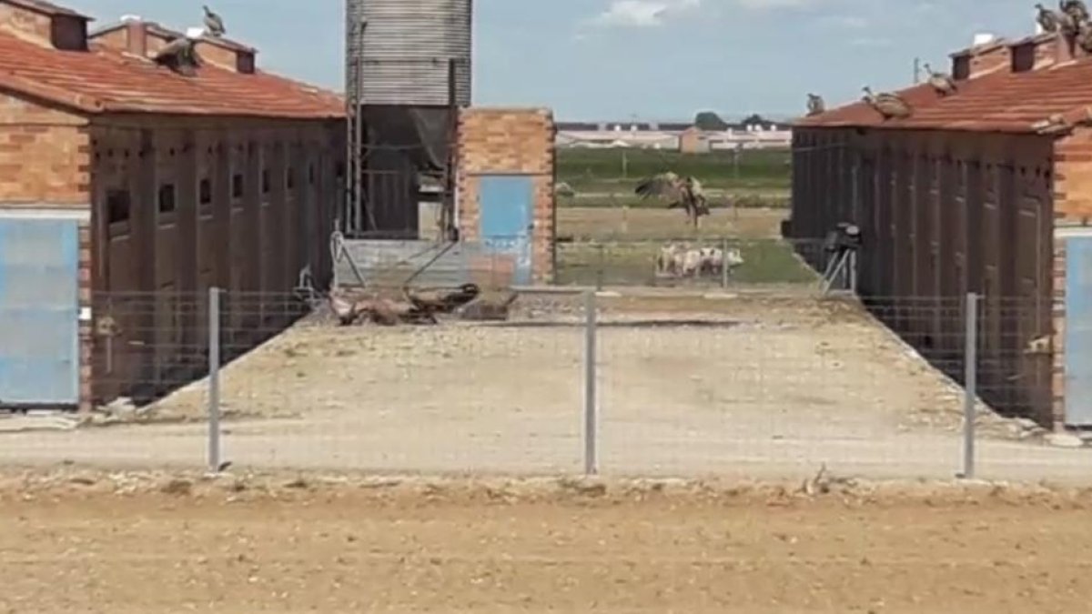 VÍDEO. Una docena de buitres en una granja atraídos por el cadáver de un animal