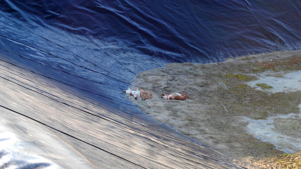 Mueren tres perros de caza atrapados en una balsa de riego en Castelldans