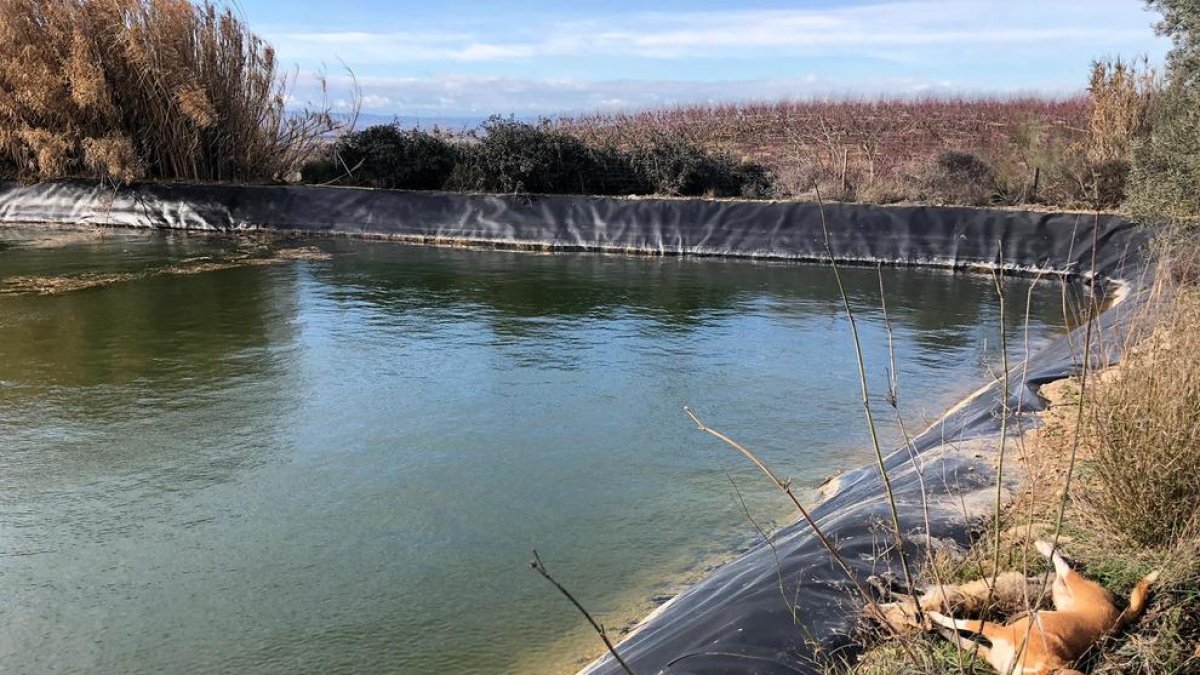 La bassa en què es van ofegar el caçador i els dos gossos.