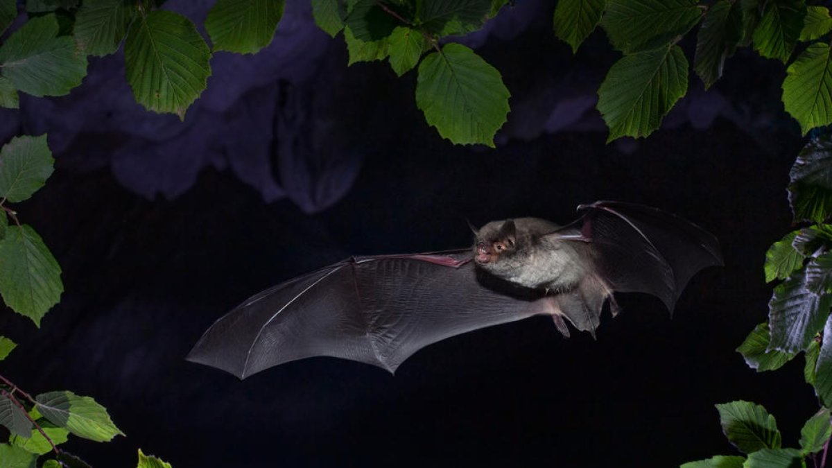 Un ejemplar de murciélago de la especie Myotis Capccini, descubierto en una mina de Seròs.
