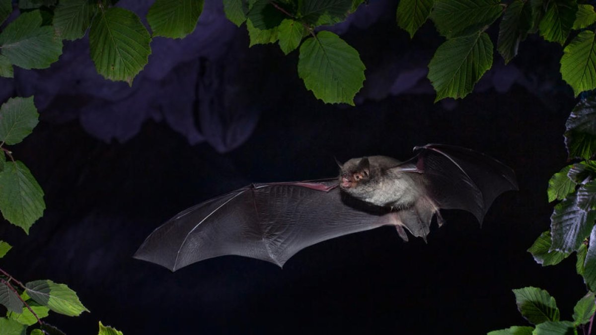 Un exemplar de muricec de l’espècie ‘Myotis capaccinii’.