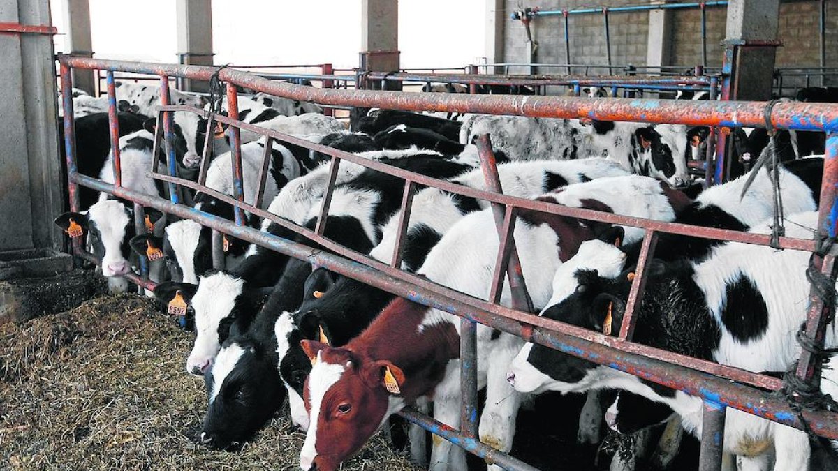 El transporte de las reses es un punto crítico para el bienestar de los animales.