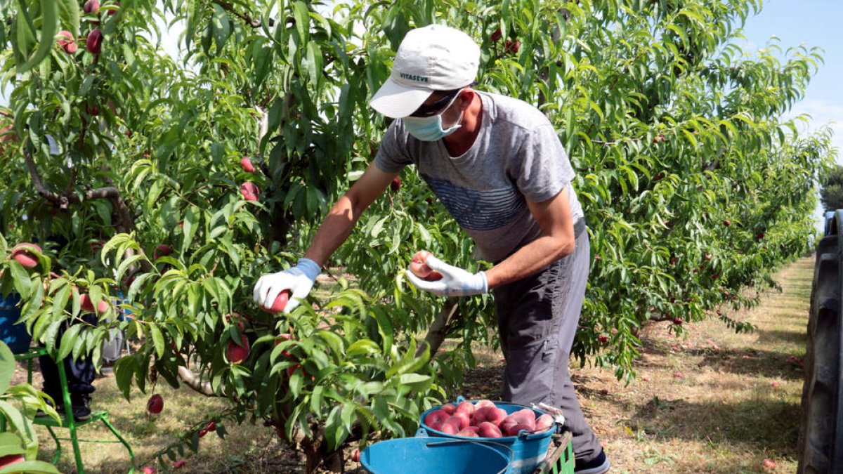 Recol·lecció de fruita de pinyol primerenca en una finca de Torres de Segre el mes de maig passat.