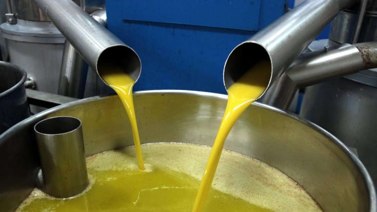 Imagen de producción de aceite de oliva virgen extra en una cooperativa leridana.