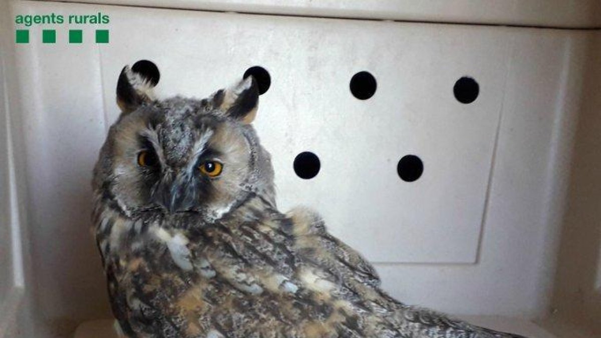 Recuperan un búho cornudo con un ala rota en Os de Balaguer