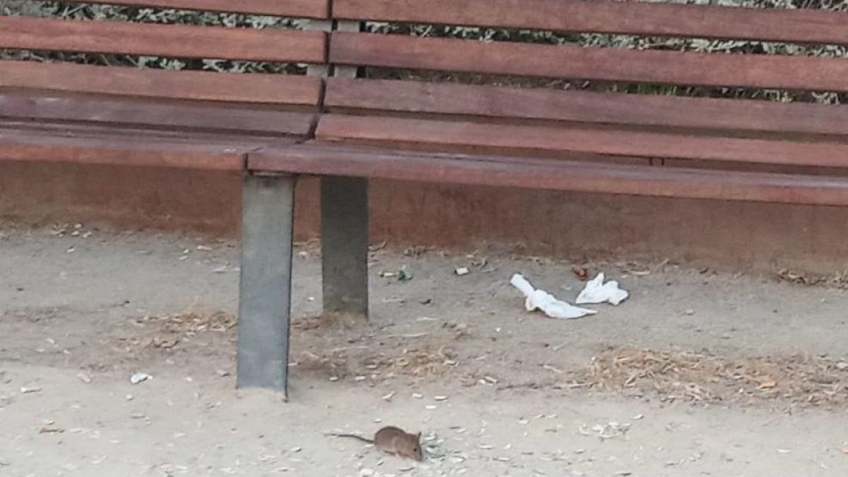 Un ratón al lado de un banco
