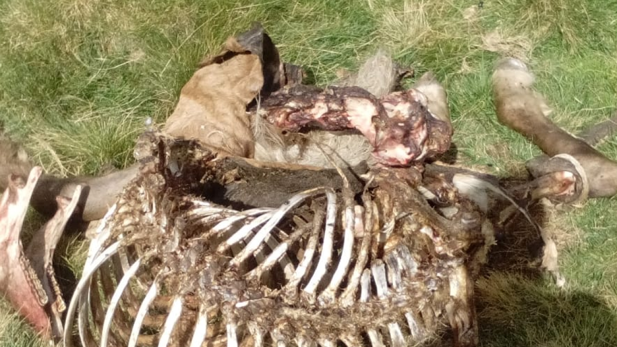 Los restos de la yegua devorada por el oso Cachou en la zona de Barradòs.