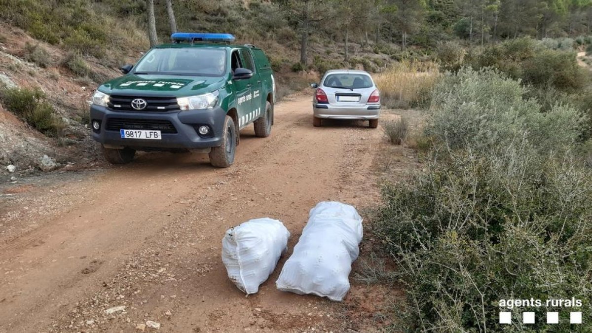 Els tres sacs amb les pinyes recollides van ser decomissats.