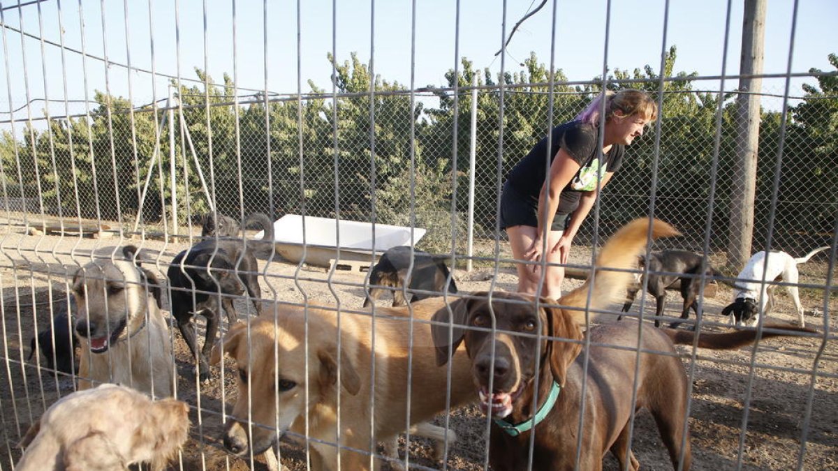 Perros en una protectora de animales.